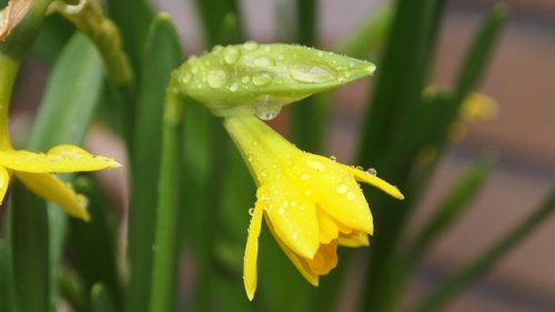 April Showers May Flowers