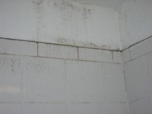 Bathroom Mold